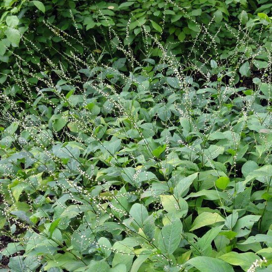 Persicaria filiformis Alba